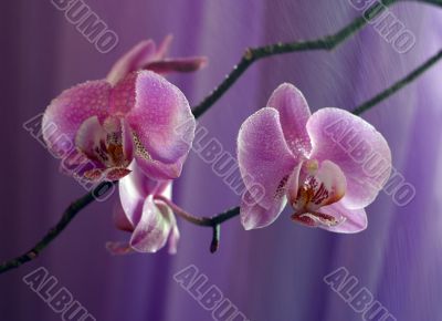 Orchid