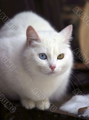 Portrait of a cat with different eyes