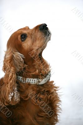 English coker-spaniel