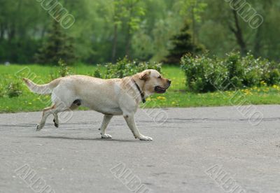 Labrador retriever dog