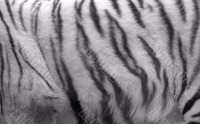 White tiger