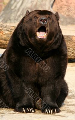 Brown bear