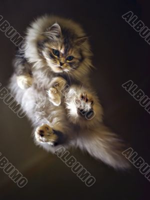 Flying cat
