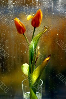 The rain does not go eternally