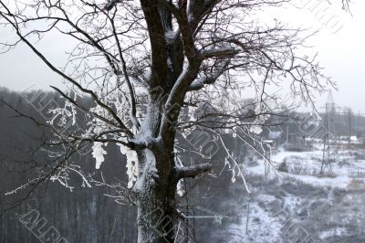 Tree in snow