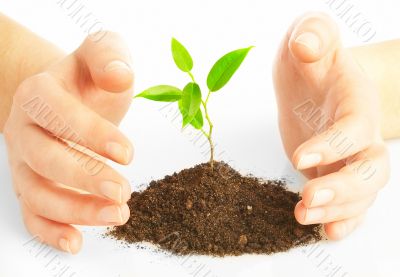 Human hands and young plant
