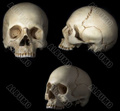 craniums