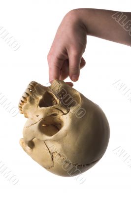 skull in the hand