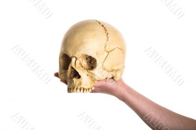 skull on the hand