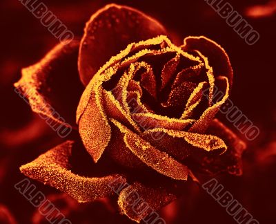 Red Rose under hoar-frost