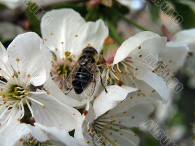 Bee on white flowers