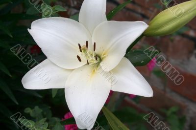 Beautiful white lily