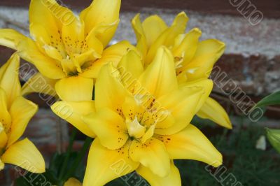Bunch of yellow lilies