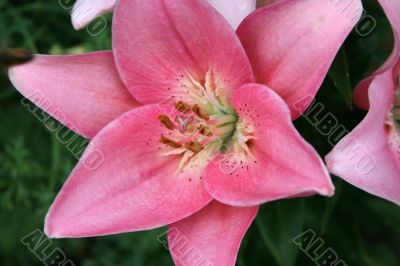 Beautiful pink lily