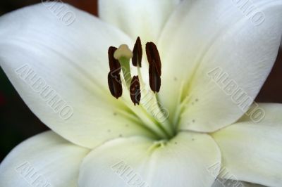 Gorgeous White Lily Macro