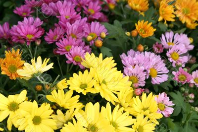 floral background