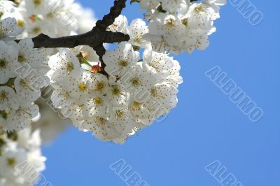 Spring flowering
