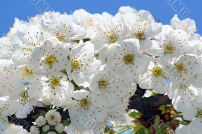 Background from spring florets.