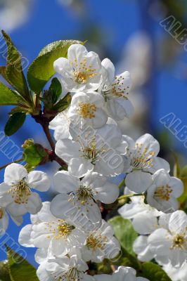 Spring flowers.