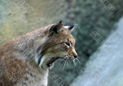 Song about the native land