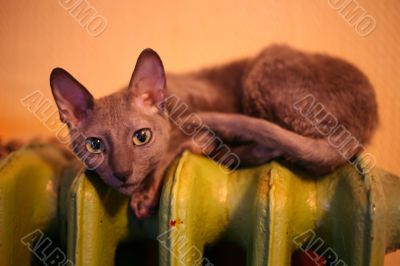 Cornish Rex