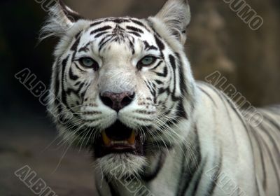 White tiger