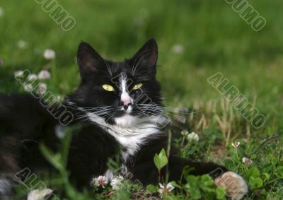 Cat on a grass