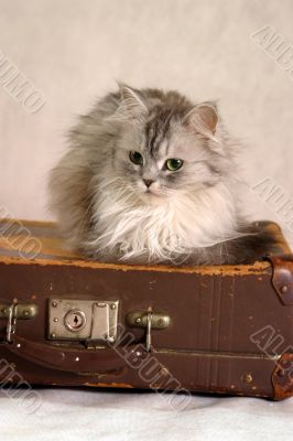 Cat on a suitcase