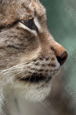 Portrait of a lynx