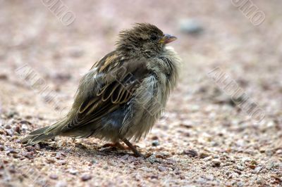 Tousled sparrow