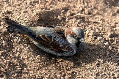 Sparrow in a dust