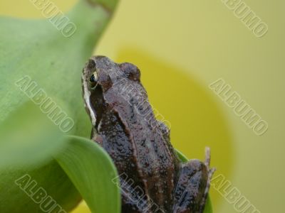 Frog  on the plant