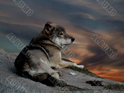 Wolf