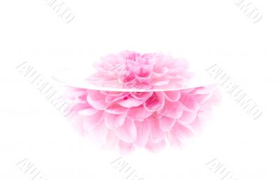 high key peony flower. isolated on white.