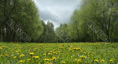 Dandellion field in spring