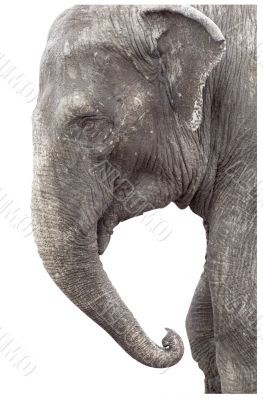 Very old elephant