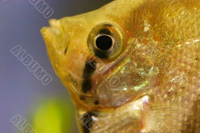 Gold fish