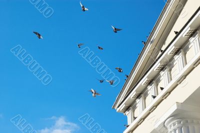 flying pigeons