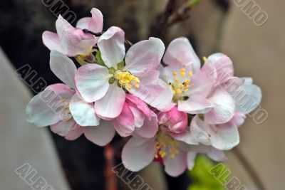 Apple Blossom