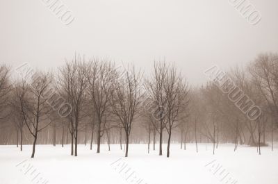 Misty winter landscape