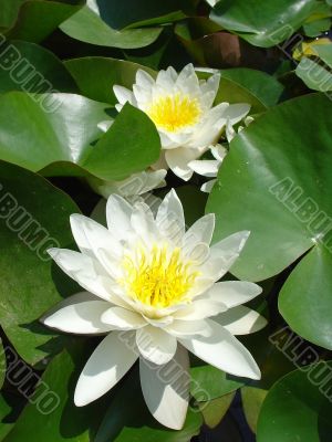 water flower