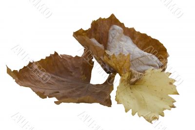 Autumn Leafs