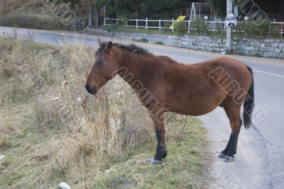 Brown horse