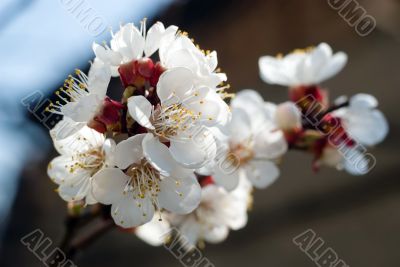 Apricot Blossom