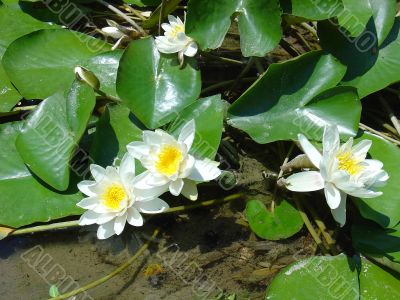 Water Lily