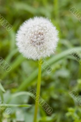 Dandelion