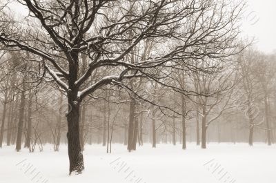 Misty winter trees landscape