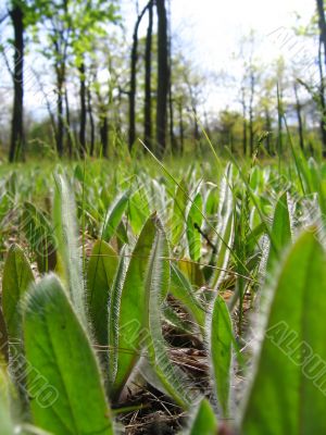 Spring forest