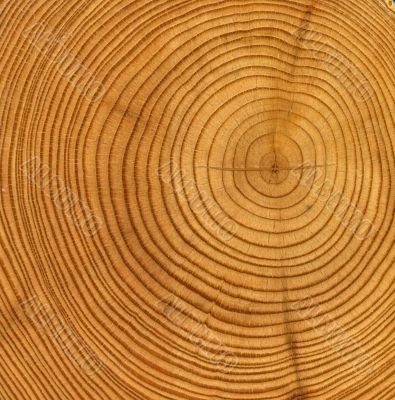 wooden cut texture