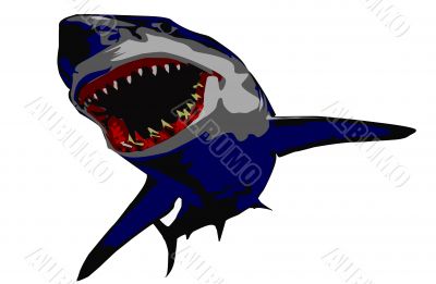 attacking shark